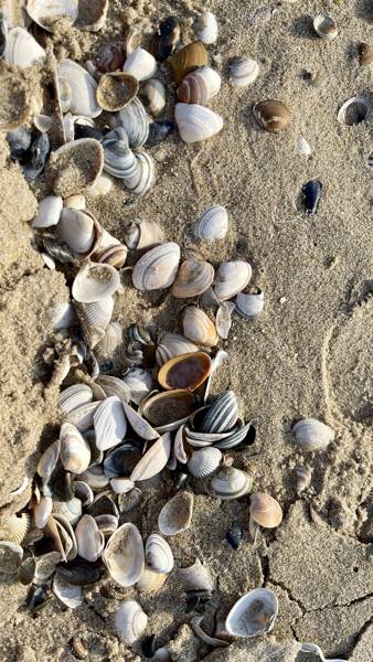 Strandgut sammeln in Callantsoog